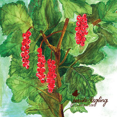 Johannisbeeren